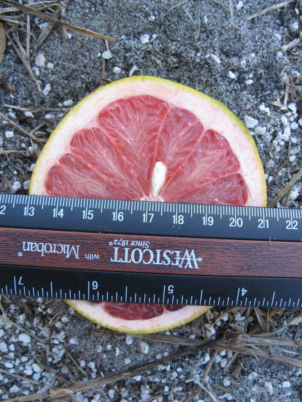            Fruit cross-section (Winter Haven, FL)   